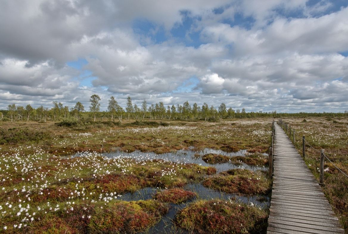 Peatland with bog cotton, open pools and a wooden boardwalk, with birch trees on the horizon
