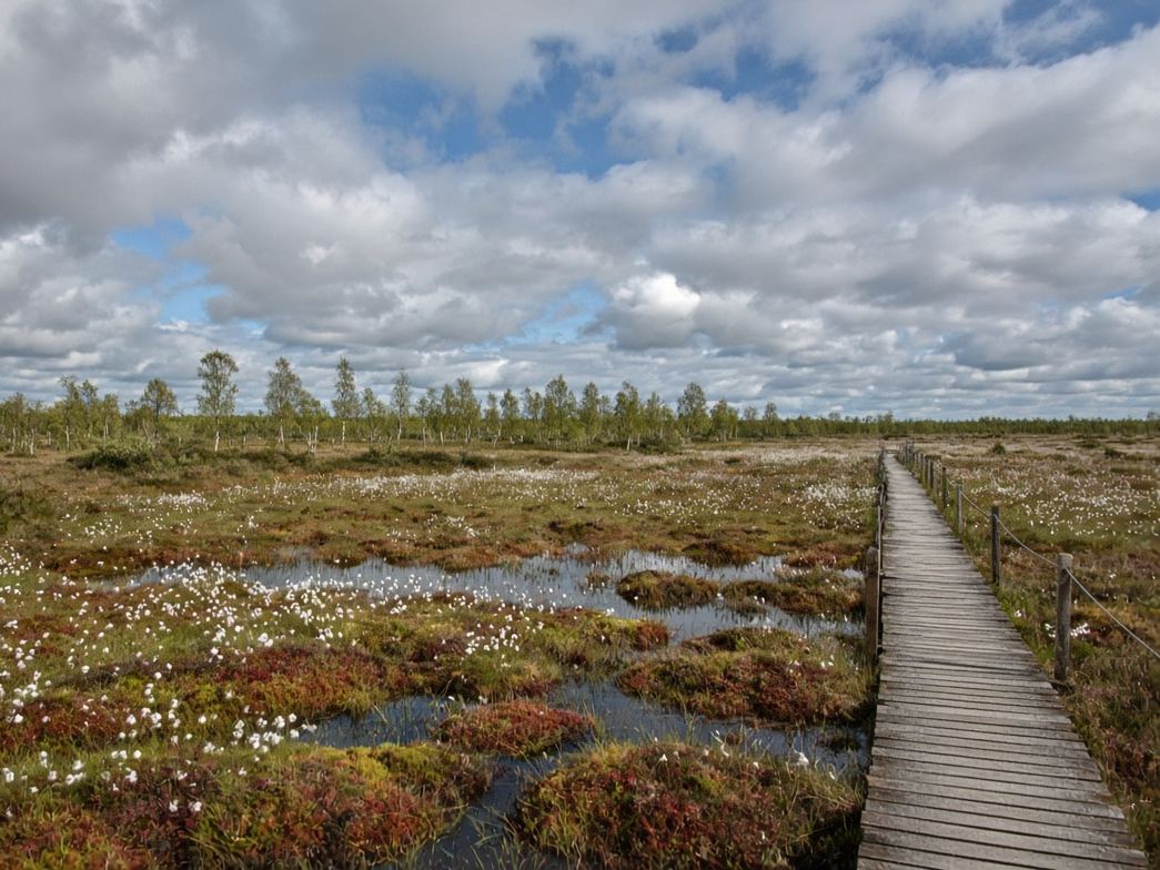 Peatland with bog cotton, open pools and a wooden boardwalk, with birch trees on the horizon